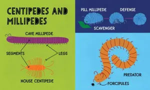 My First 100 Bug Words by Chris Ferrie